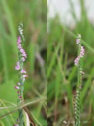 「扭蘭」的圖片搜尋結果