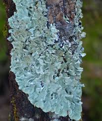 Attēlu rezultāti vaicājumam “Punctelia subrudecta”