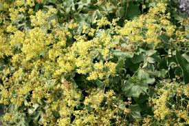 Attēlu rezultāti vaicājumam “Alchemilla vulgaris aggr. bud”