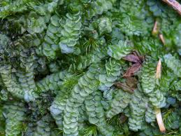 Attēlu rezultāti vaicājumam “Calypogeia fissa”