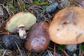 Attēlu rezultāti vaicājumam “Suillus luteus”