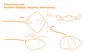 Image result for Hypanus americanus