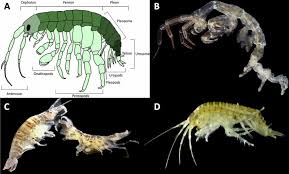 Attēlu rezultāti vaicājumam “Amphipoda”