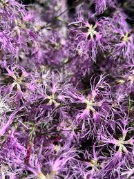 Image result for Dianthus superbus