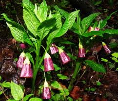 Attēlu rezultāti vaicājumam “Scopolia carniolica flower”