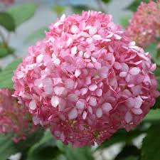 Attēlu rezultāti vaicājumam “Hydrangea arborescens”