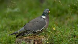 Image result for Columba palumbus