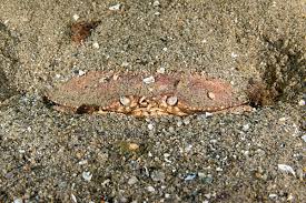 Image result for Cancer borealis