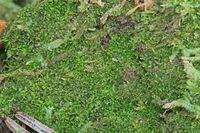 Attēlu rezultāti vaicājumam “Cephalozia catenulata”