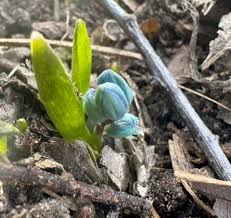 Attēlu rezultāti vaicājumam “Scilla siberica bud”