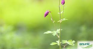 Attēlu rezultāti vaicājumam “Aquilegia vulgaris bud”