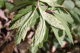 Attēlu rezultāti vaicājumam “Tranzschelia pruni-spinosae spores”