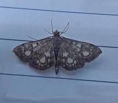 Attēlu rezultāti vaicājumam “Anania stachydalis”