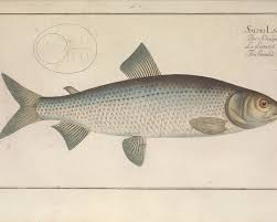 Image result for Coregonus lavaretus