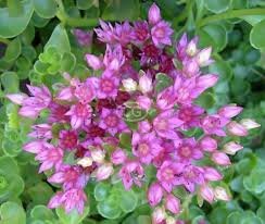Attēlu rezultāti vaicājumam “Phedimus spurius flower”