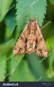 Attēlu rezultāti vaicājumam “Apamea monoglypha”