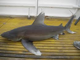 Image result for Carcharhinus longimanus