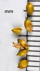 Attēlu rezultāti vaicājumam “Carex disperma”