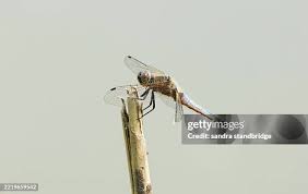 Attēlu rezultāti vaicājumam “Libellula fulva male”