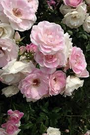 「アイスバーグ」の画像検索結果