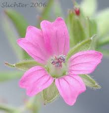 Attēlu rezultāti vaicājumam “Geranium dissectum flower”