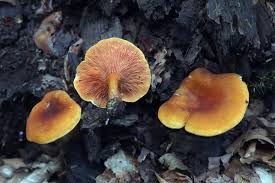 Attēlu rezultāti vaicājumam “Hygrophoropsis aurantiaca”