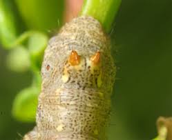 Attēlu rezultāti vaicājumam “Colotois pennaria”