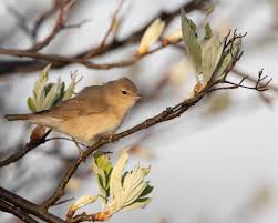 Attēlu rezultāti vaicājumam “Sylvia borin adult”