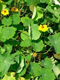 Attēlu rezultāti vaicājumam “Tropaeolum majus bud”