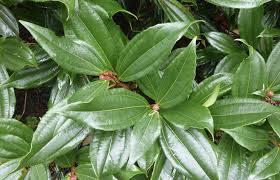 Attēlu rezultāti vaicājumam “Cnidium dubium leaf”