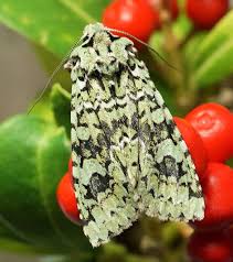 Attēlu rezultāti vaicājumam “Griposia aprilina”