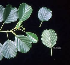 Attēlu rezultāti vaicājumam “Alnus glutinosa”