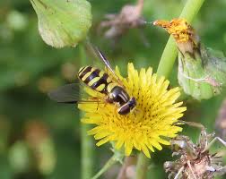 Attēlu rezultāti vaicājumam “Dasysyrphus tricinctus”