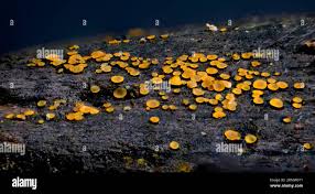 Attēlu rezultāti vaicājumam “Orbilia sp.”