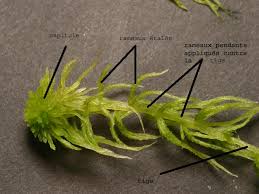 Attēlu rezultāti vaicājumam “Sphagnum quinquefarium”