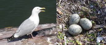 Attēlu rezultāti vaicājumam “Larus argentatus eggs”