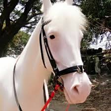 Image result for Kings Ranch Riding School/Club