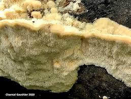 Attēlu rezultāti vaicājumam “Coriolopsis trogii”