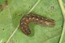 Attēlu rezultāti vaicājumam “Polia nebulosa”