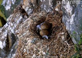 Attēlu rezultāti vaicājumam “Rissa tridactyla nest”