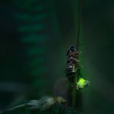 Attēlu rezultāti vaicājumam “Lampyris noctiluca”