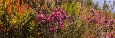 Attēlu rezultāti vaicājumam “Ericaceae”