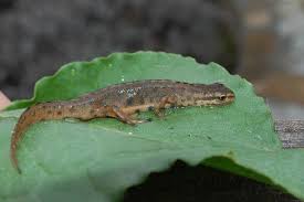 Attēlu rezultāti vaicājumam “Triturus vulgaris”