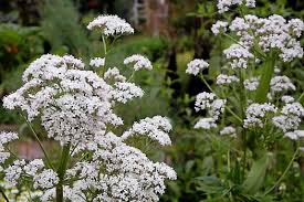 Attēlu rezultāti vaicājumam “Valeriana officinalis”