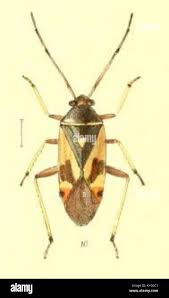 Attēlu rezultāti vaicājumam “Polymerus palustris”