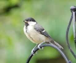 Attēlu rezultāti vaicājumam “Parus major female”