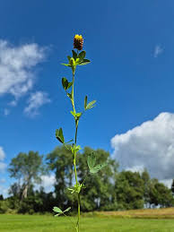 Attēlu rezultāti vaicājumam “Trifolium spadiceum”