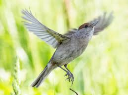 Attēlu rezultāti vaicājumam “Sylvia atricapilla”