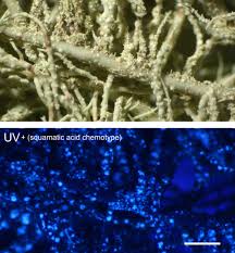 Attēlu rezultāti vaicājumam “Usnea subfloridana”