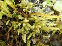 Attēlu rezultāti vaicājumam “Pohlia wahlenbergii”